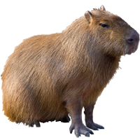 capybara