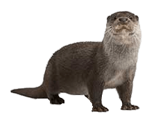 otter