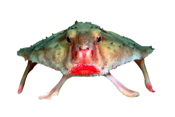 Red Lipped Batfish