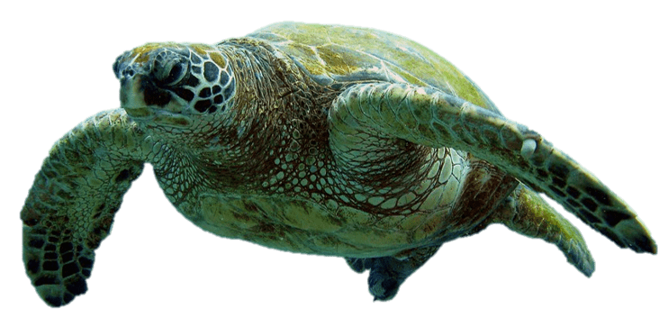 Turtle